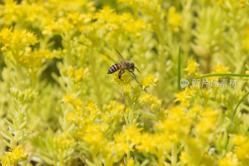 花丛中采蜜的蜜蜂