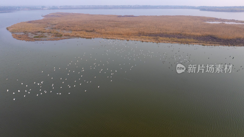 杭州大江东大湾区湿地公园候鸟栖息地