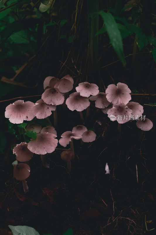 野生菌蘑菇生长环境菌类山菌野生菌