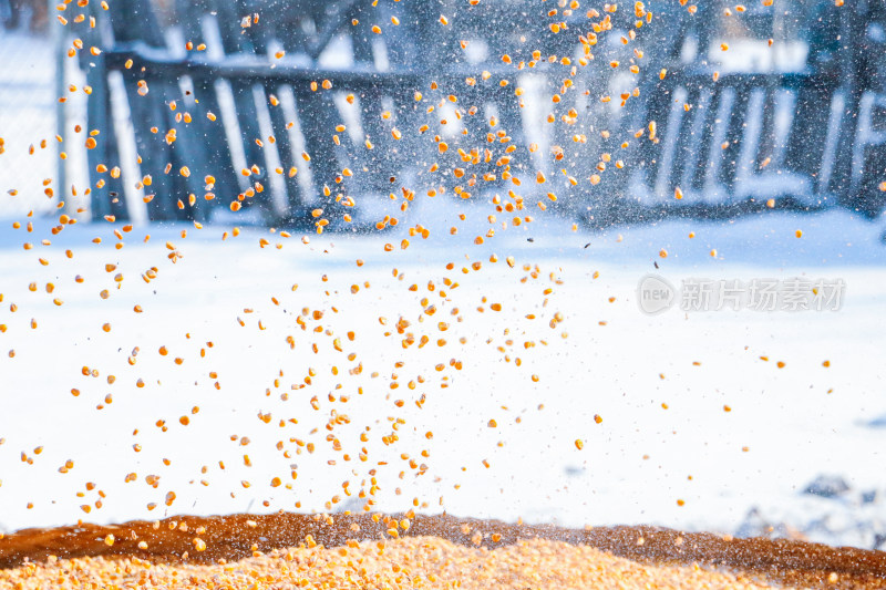 雪地中飞扬的玉米粒