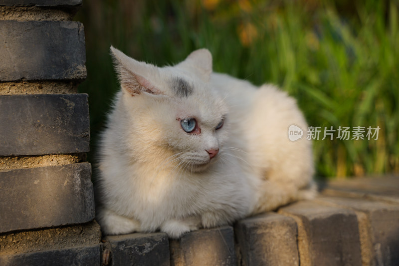 一只白猫在墙角休息