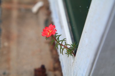 花草花卉