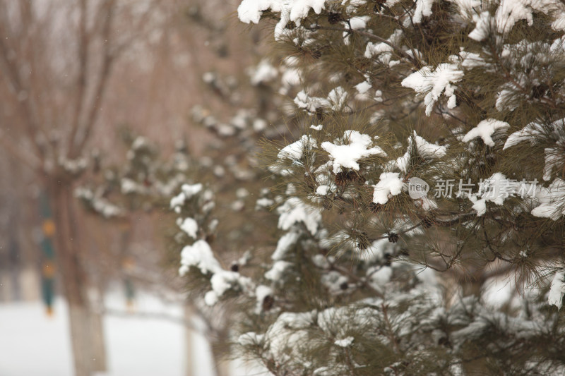 松树枝头的积雪