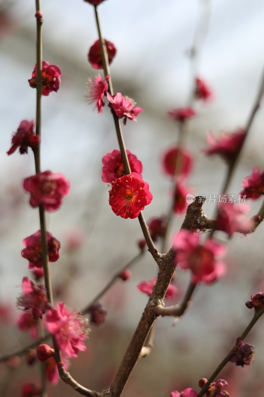 梅花系列