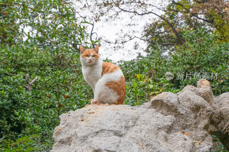 公园中的流浪猫