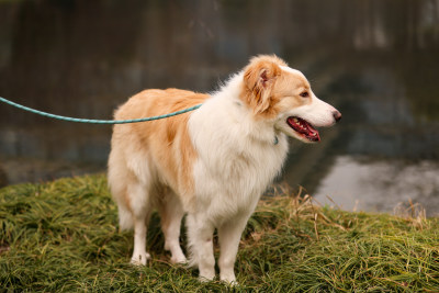 站在湖边的边境牧羊犬