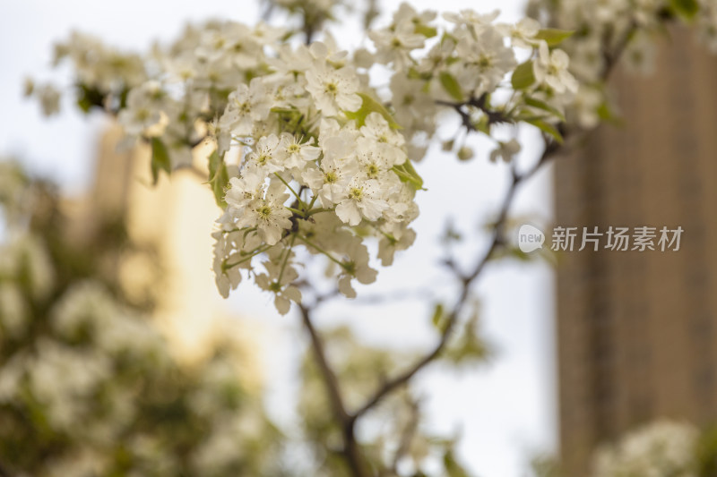 花卉植物梨花春季