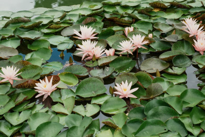 北京国家植物园睡莲