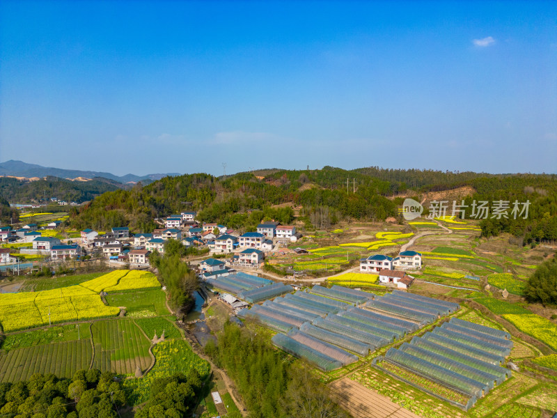 农田油菜花美丽乡村航拍摄影图