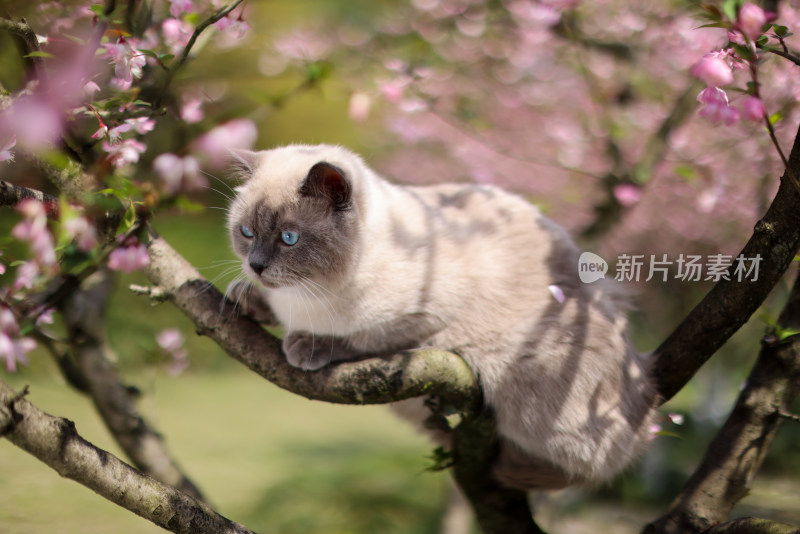 海棠花和英国短毛猫