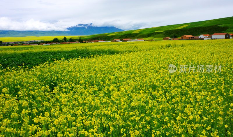 甘肃门源油菜花海