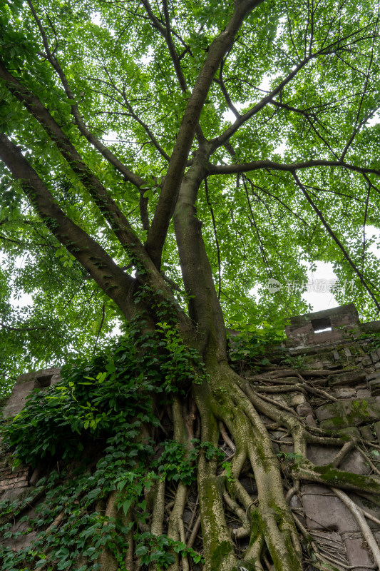 古城墙上顽强生命力的大树树根