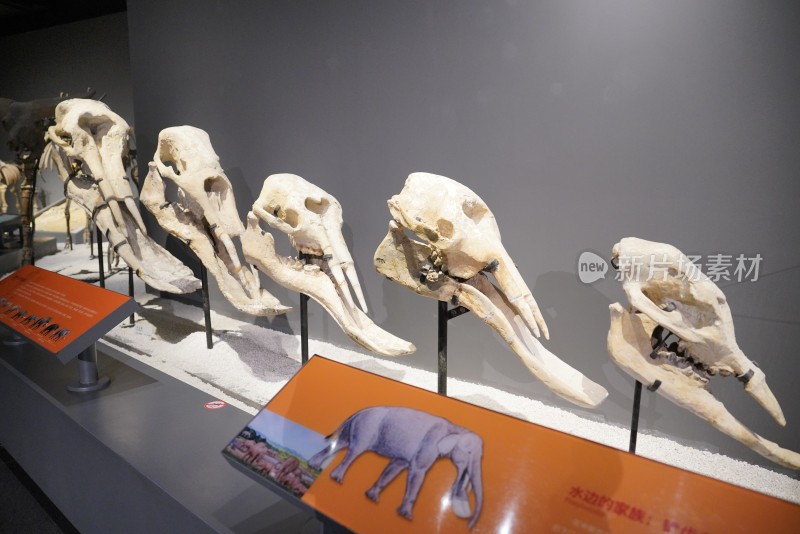铲齿象头骨化石标本