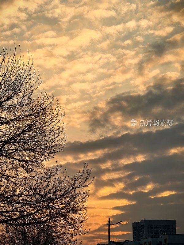 夕阳下树木与城市建筑天空