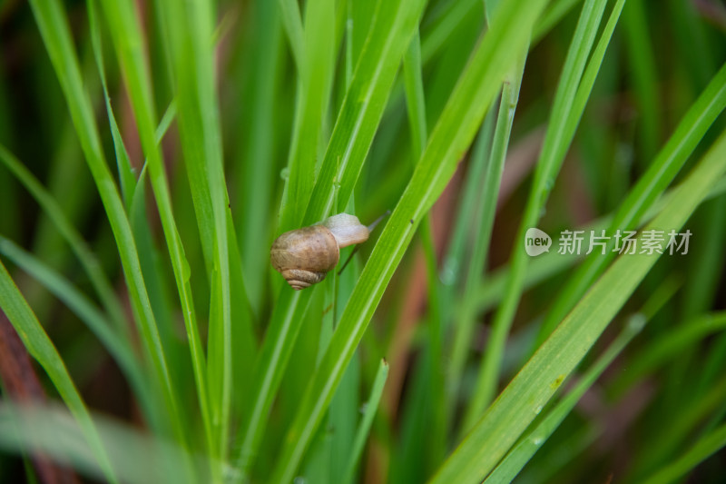 绿草水珠