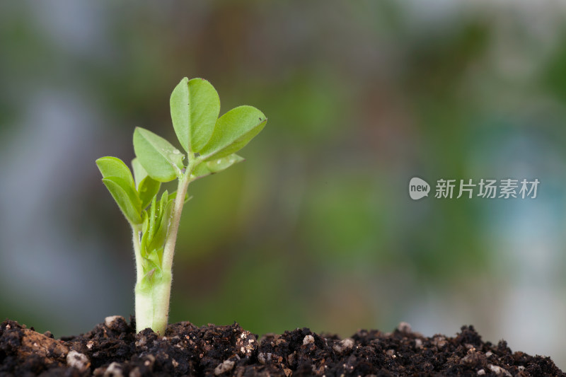 春天生长的嫩芽