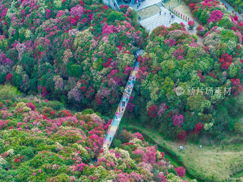 贵州百里杜鹃山间盛开的烂漫杜鹃花