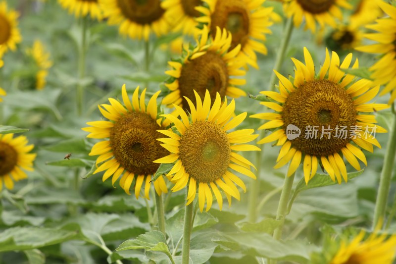 大片向日葵花田绿叶黄花生机勃勃