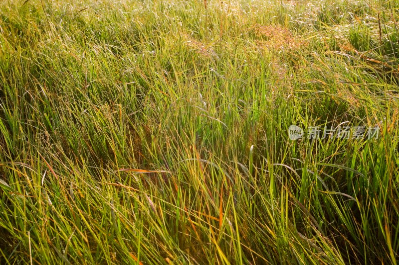 内蒙,坝上,乌兰木统,乌兰木统草原,红山,军马场,草原,草地,