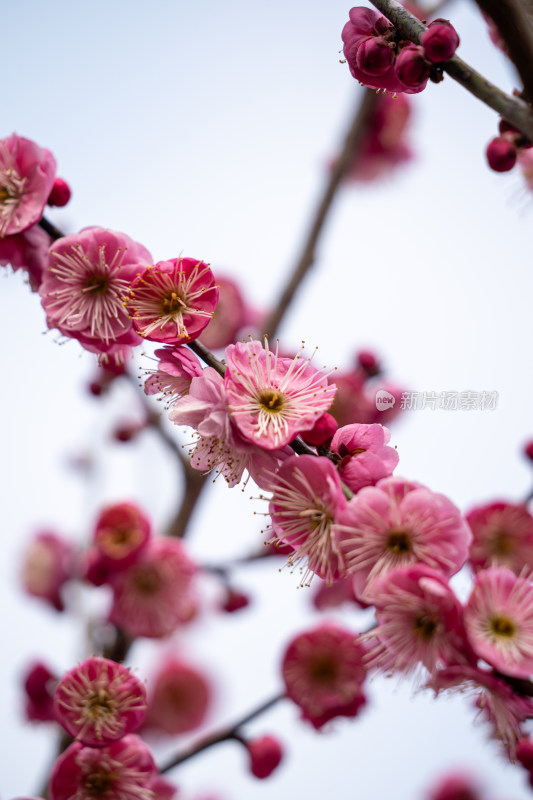 娇艳红梅盛开的花枝特写