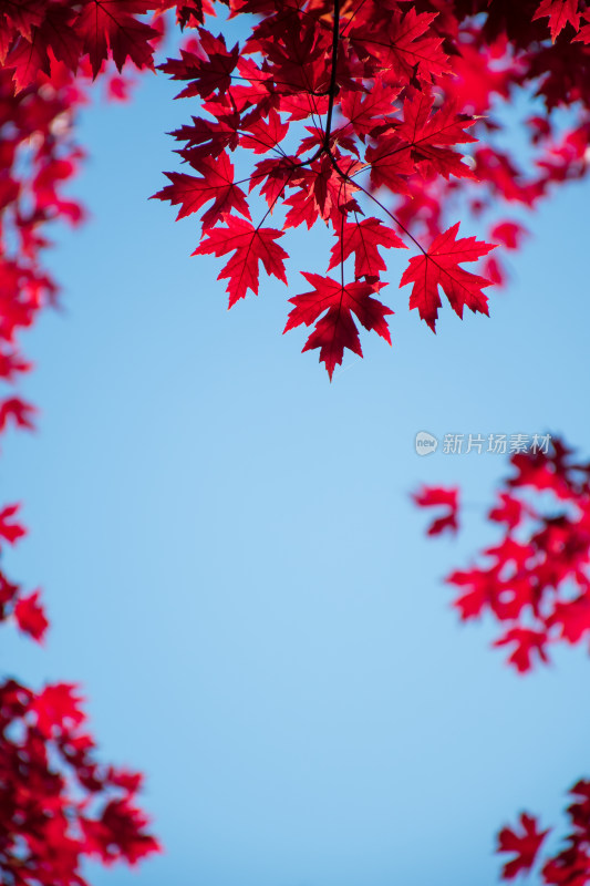 秋天红叶霜降枫树枫叶林自然风景天空树林