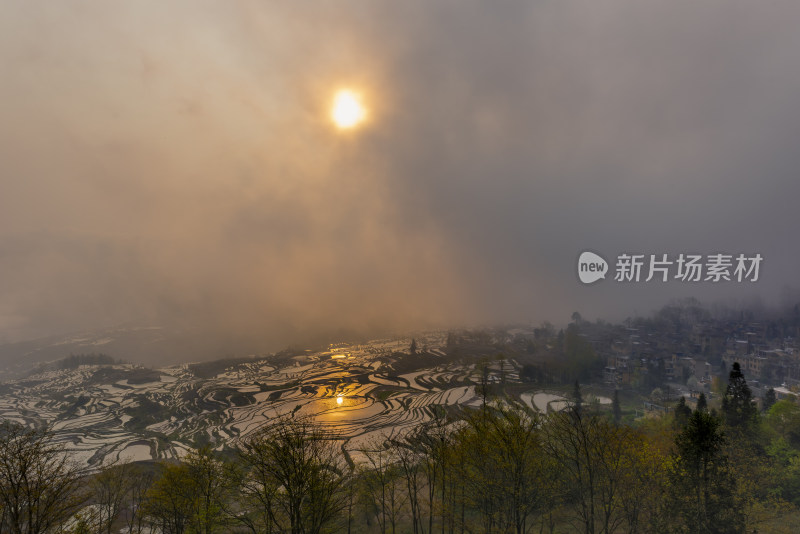 云南红河元阳梯田6-多依树