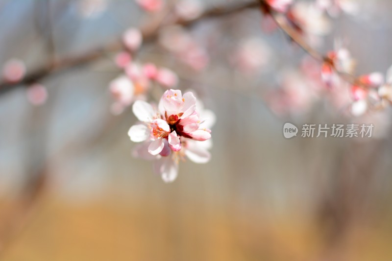 桃花花苞花蕊