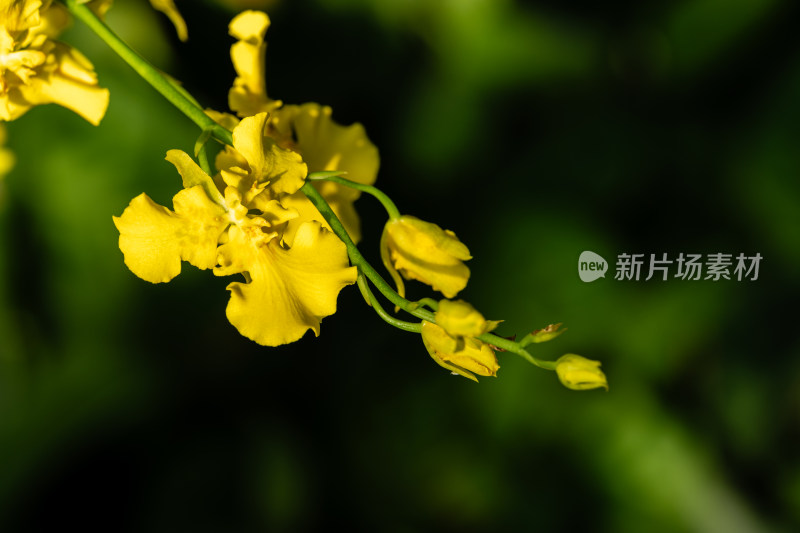 上海辰山植物园兰花微距特写