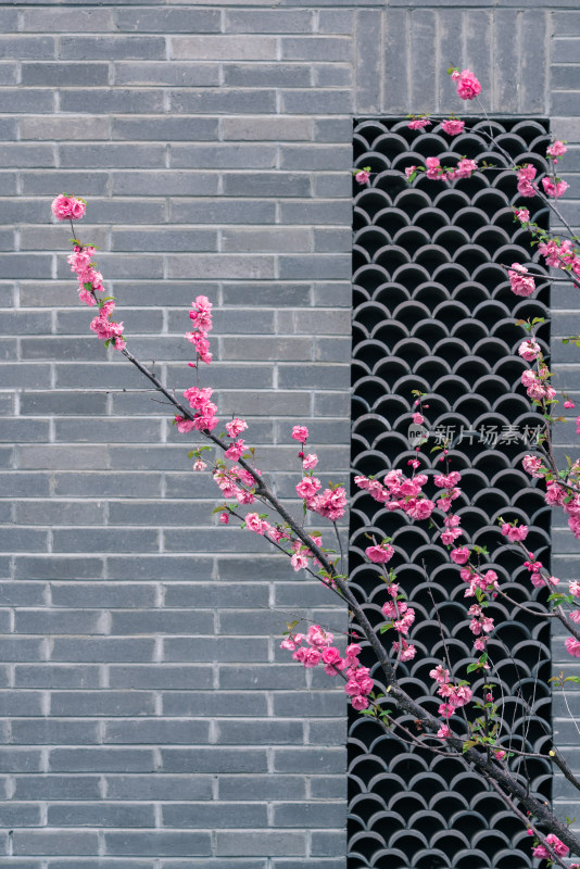 春天中式建筑砖墙外盛开的粉色桃花