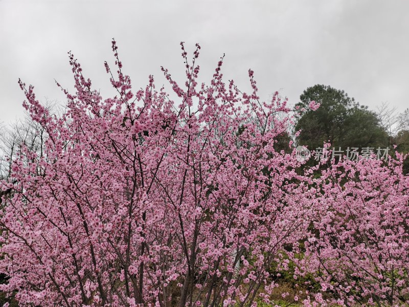 盛开的梅花