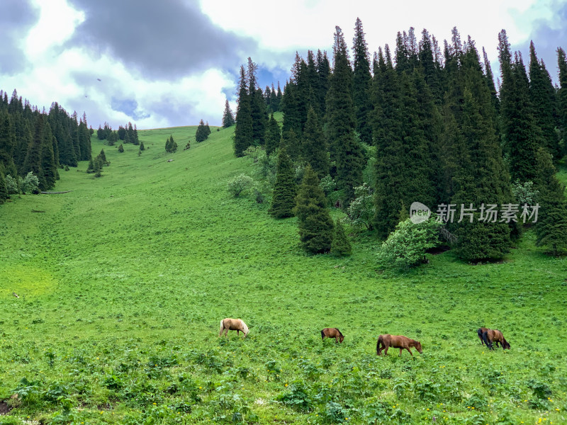 中国新疆伊犁那拉提草原旅游风光