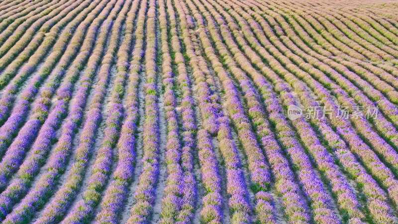 新疆伊犁霍城解忧公主薰衣草园航拍