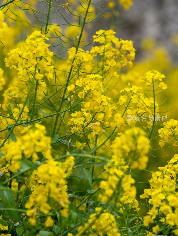 春天金黄色的油菜花