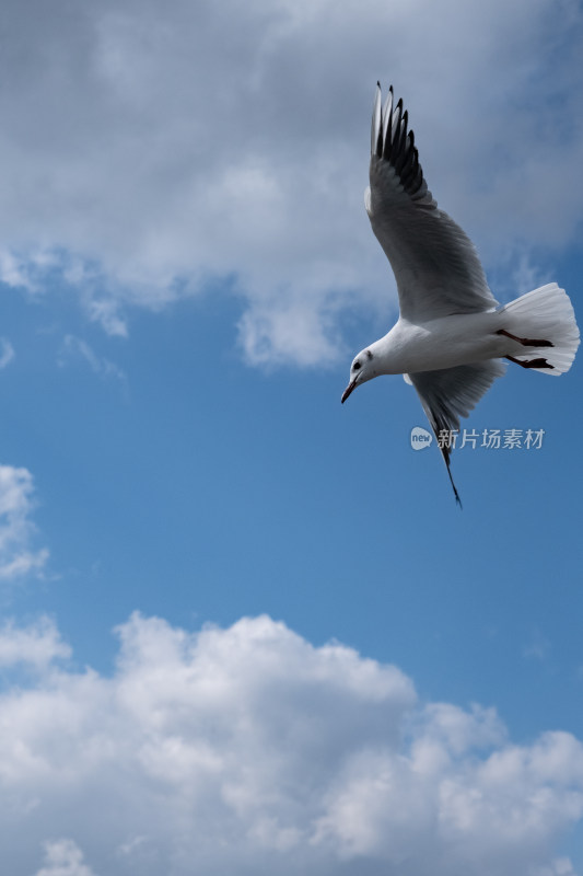 蓝天中飞翔的海鸥