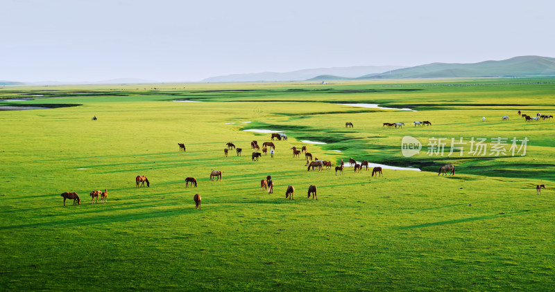 草原上的马群