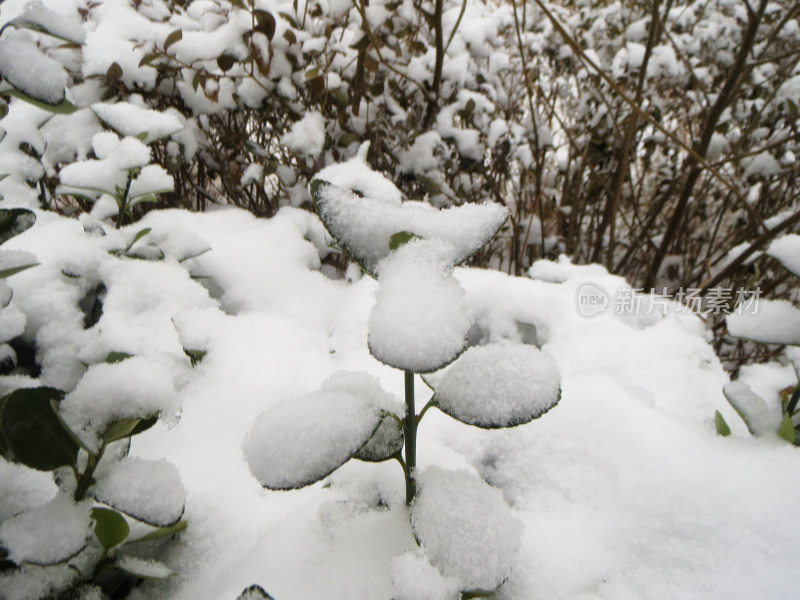 积雪落到植物上厚厚的一层照片