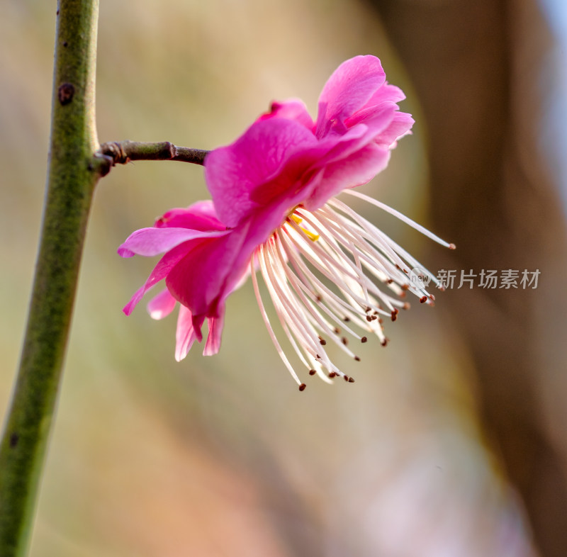 微距下的梅花