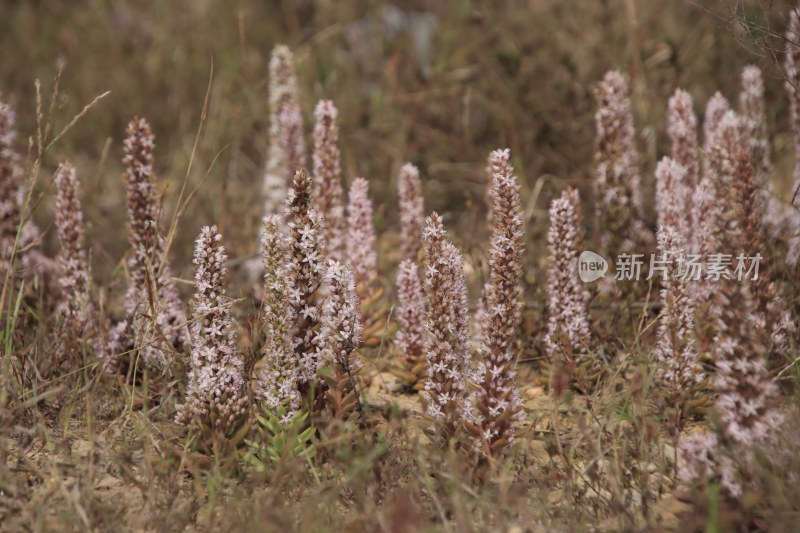 山东省威海市双岛湾西山村山坡上的瓦松开花