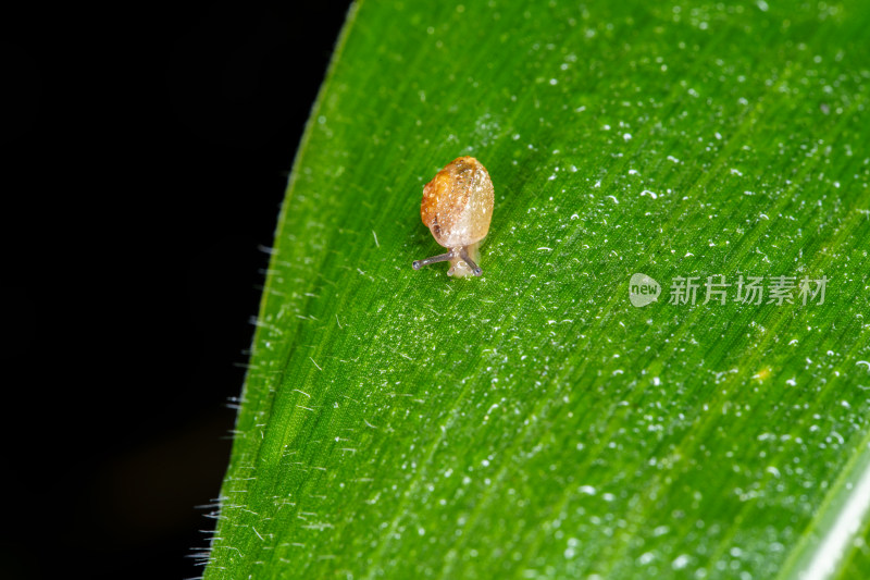 蜗牛于绿叶上的微观生态景象