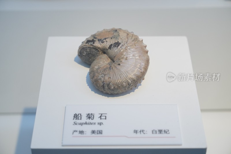 白垩纪船菊石化石标本