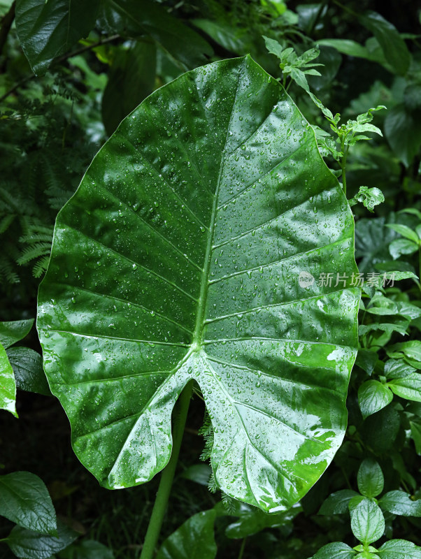 春天绿色的树叶叶子和雨滴水滴露水