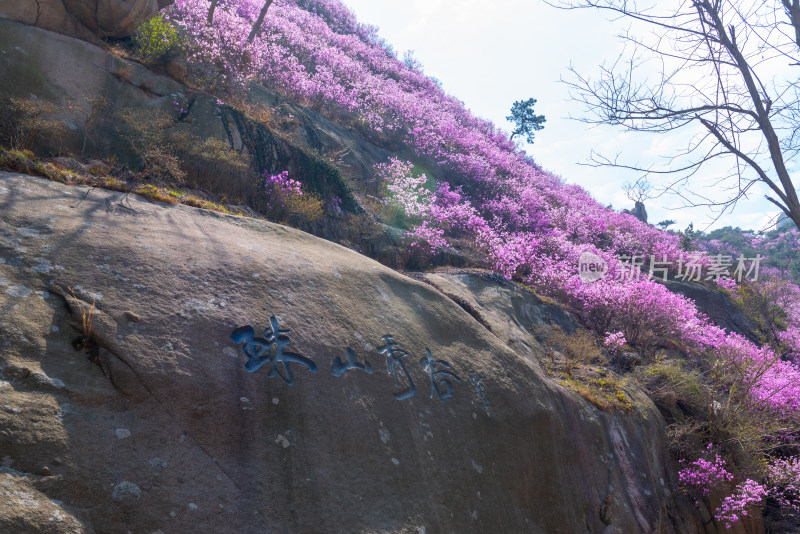 青岛大珠山杜鹃花风光