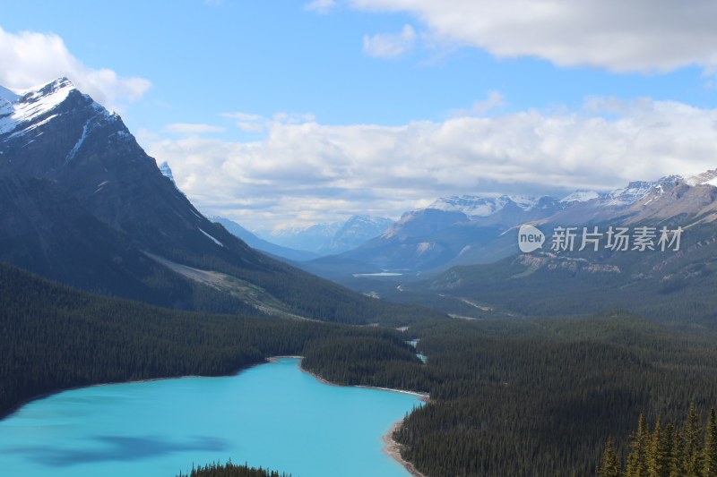 大自然森林树木旅行徒步野营