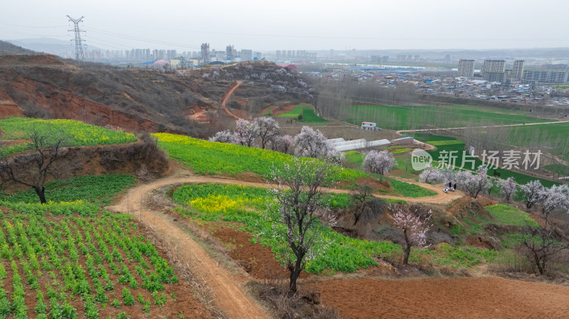 农村春天油菜花杏花自然风景航拍