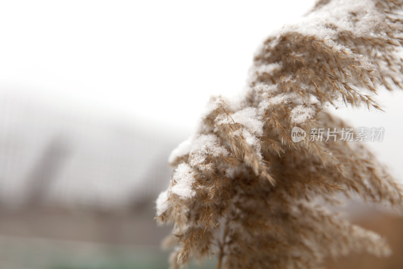 冬季田野里干枯的芦苇花和上面的残雪