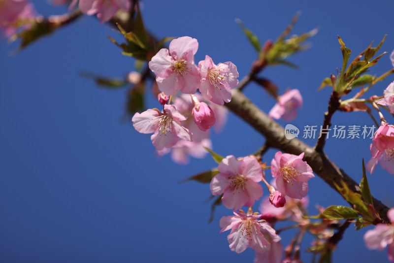 杭州西湖花港观鱼的河津樱樱花