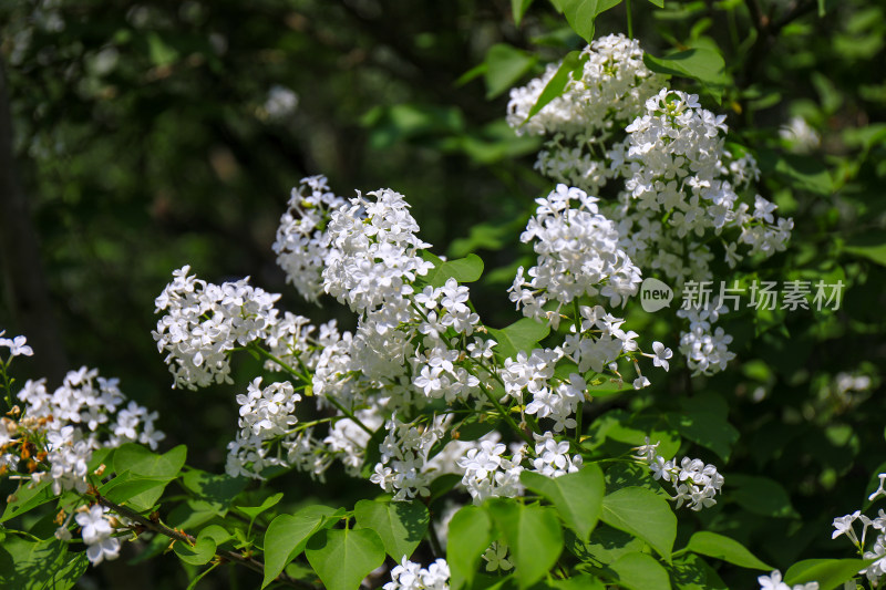 北京天坛公园丁香花