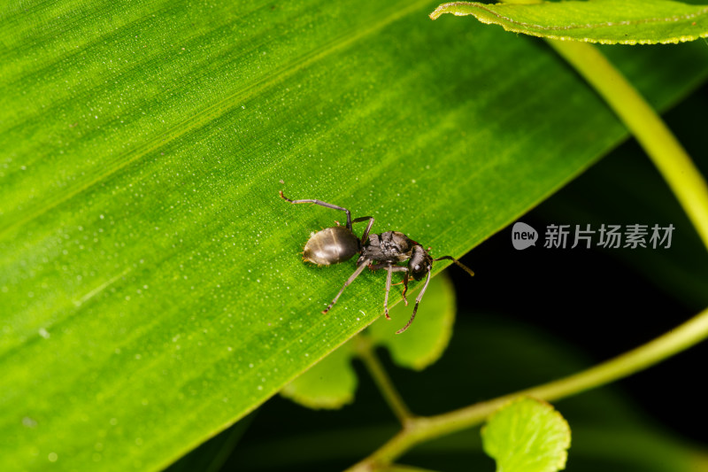 绿叶上的蚂蚁微距特写