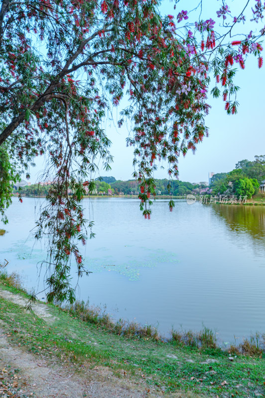 广州番禺大学城中心湖绿色草地树林湖景风光