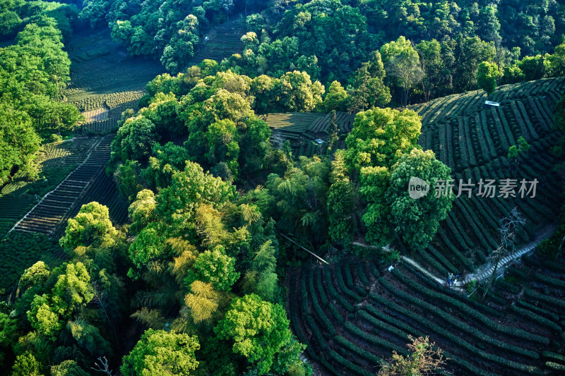 杭州九溪烟树